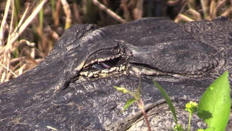 Florida-Everglades-Alligator-Detail-Des-Offenen-Auges