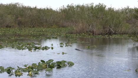 Florida-Everglades-Alligator-Im-See-Schwimmt-In-Richtung-Seerosenblätter