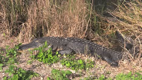 Florida-Everglades-Alligator-Liegt-Am-Ufer