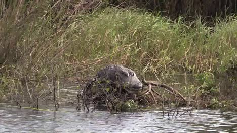 Florida-Everglades-Alligator-Auf-Einem-Baumstamm-See