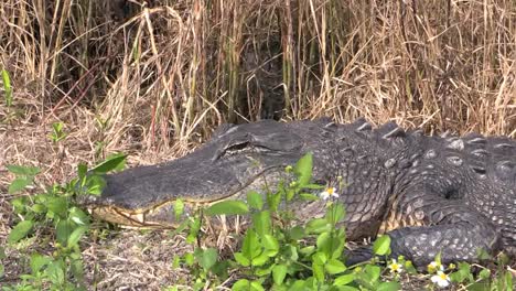 Florida-Everglades-Alligator-On-Bank-Zooms-In-On-Eye