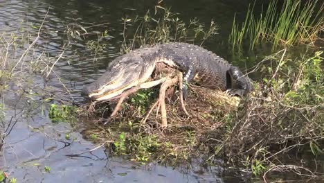 Florida-Everglades-Alligator-Auf-Log-Im-See-Schlafend-öffnet-Dann-Die-Augen