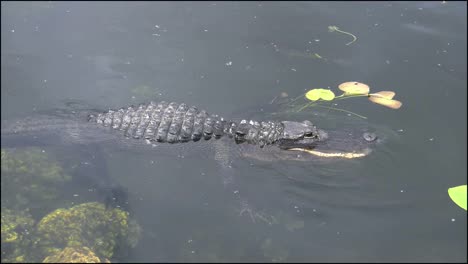 Florida-Everglades-Alligator-Opens-Mouth-And-Dives