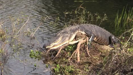 Florida-Everglades-Alligator-Zoomt-Heran-Und-Hebt-Den-Kopf