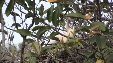 Florida-Everglades-Anhinga-Baby-In-Nest