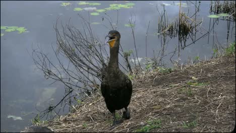 Florida-Everglades-Bird-Breathing-On-Bank