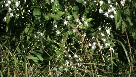 Florida-Everglades-Schmetterling-Und-Weiße-Blüten-Auf-Strauch