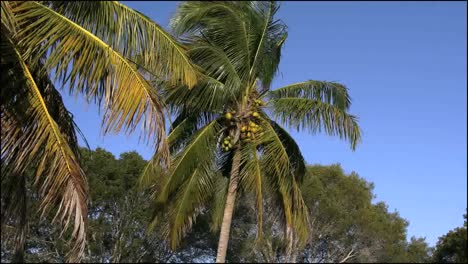 Florida-Everglades-Kokospalme-Zoomt-Rein