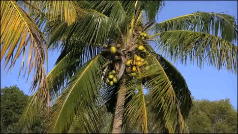 Florida-Everglades-Kokospalme-Zoomt-Heraus