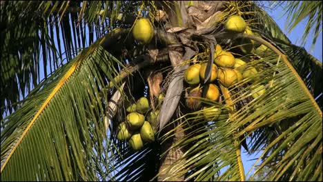Florida-Everglades-Coconuts-On-Coconut-Palm