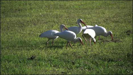 Florida-Everglades-Herde-Von-Ibis-Fütterung-Im-Gras