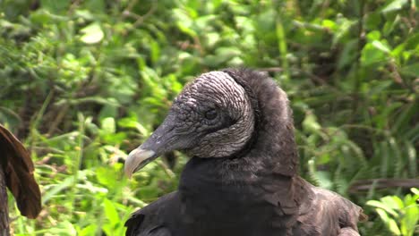Florida-Everglades-Head-Of-A-Vulture-With-Blinking-Eye