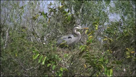 Florida-Everglades-Reiher-In-Bäumen