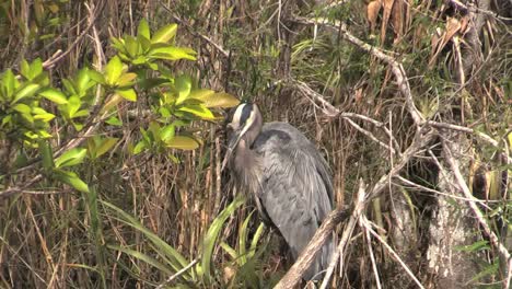 Florida-Everglades-Heron-Uses-Beak-To-Clean-Feathers