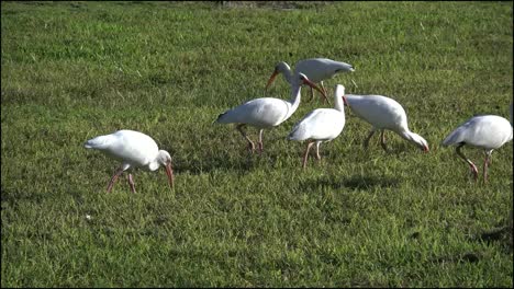 Florida-Everglades-Ibis-Feeding