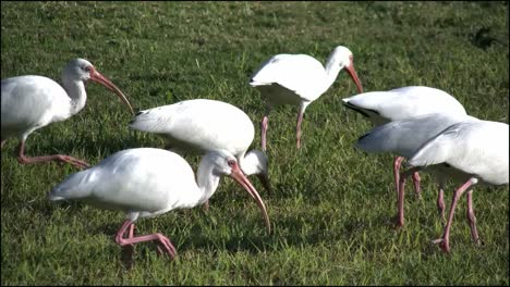 Florida-Everglades-Ibis-Flock-Walking-By-Feeding