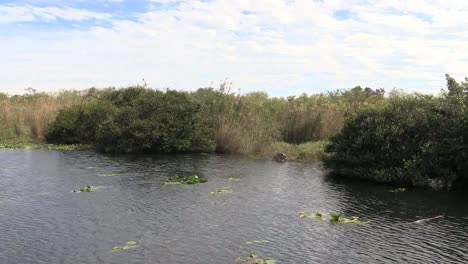 Florida-Everglades-Lake-Zooms-Toward-Alligator