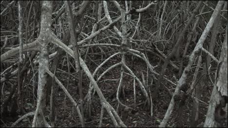Florida-Everglades-Mangrovenwurzeln-Im-Schatten