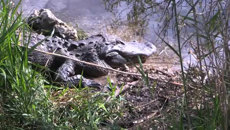 Florida-Everglades-Old-Alligator-In-Lake