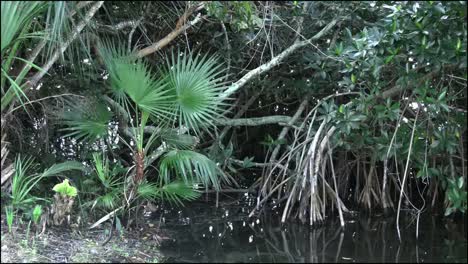 Florida-Everglades-Palmetto-And-Mangrove