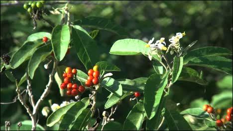 Florida-Everglades-Red-Berries-In-Wind