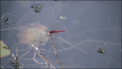 Florida-Everglades-Rote-Drachenfliege-Blätter-Und-Kehrt-Zurück