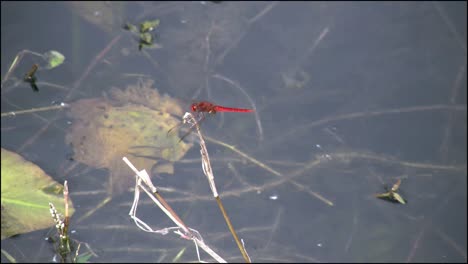 Florida-Everglades-Red-Dragon-Fly-Perches-On-A-Weed