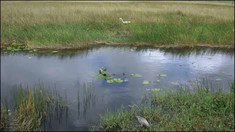 Florida-Everglades-Dreifarbiger-Reiher-Durch-Wasser-Und-Reiher-Im-Gras