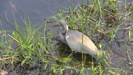 Florida-Everglades-Dreifarbiger-Reiher-Fängt-Nahrung