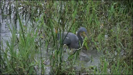 Florida-Everglades-Tricolored-Heron-Darts-For-Food