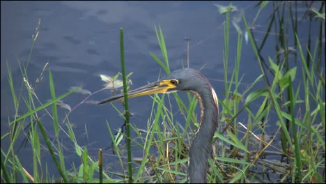 Florida-Everglades-Tricolored-Heron's-Head