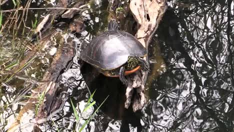 Florida-Everglades-Schildkröte-Auf-Einem-Stück-Holz