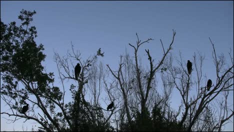 Florida-Everglades-Geier-Fliegt-über-Andere-Geier-Im-Baum
