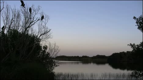 Florida-Everglades-Geier-In-Einem-Baum-An-Einem-See-Am-Späten-Abend