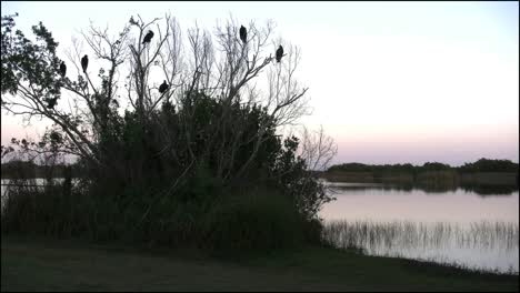 Florida-Everglades-Geier-Auf-Einem-Baum-Am-Abend