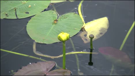 Florida-Everglades-Water-Lily-Bud
