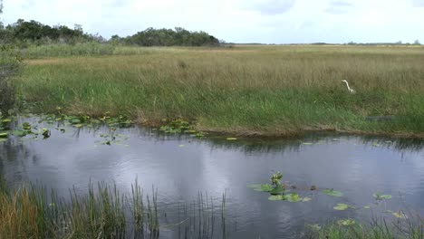 Florida-Everglades-Water,-Grass-And-Egret