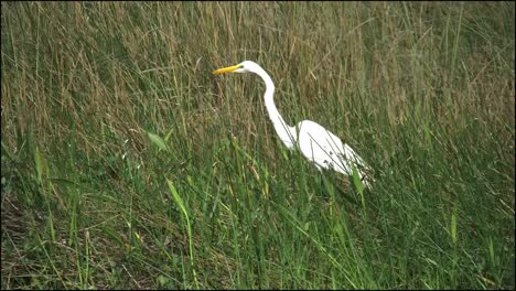 Florida-Everglades-White-Egret-In-Grass-Zooms-Out