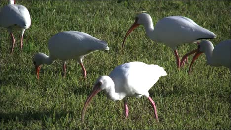 Florida-Everglades-Weißer-Ibis-Fütterung