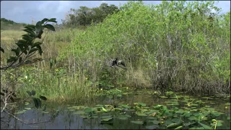 Florida-Everglades-Zoom-On-Anhinga