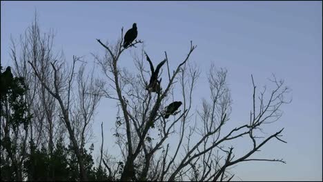 Florida-Everglades-Zooms-Vultures-And-One-Flaps-Wings