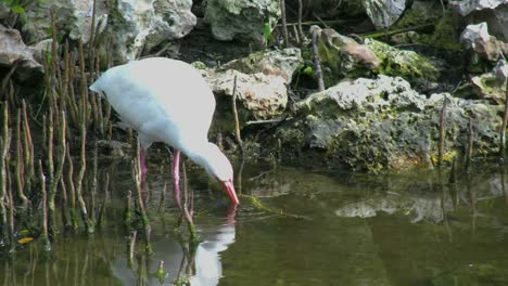 Florida-Ibis-Taucht-Schnabel-In-Wasser