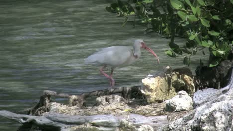 Florida-Key-Largo-Ibis-Geht-In-Richtung-Ufer