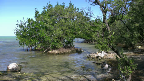 Florida-Key-Largo-Mangrove-Mit-Vorbeifliegendem-Vogel