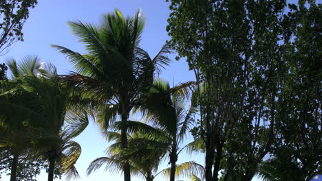 Florida-Key-Largo-Palms-In-Wind