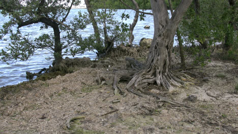 Florida-Key-Largo-Tree-With-Interesting-Roots