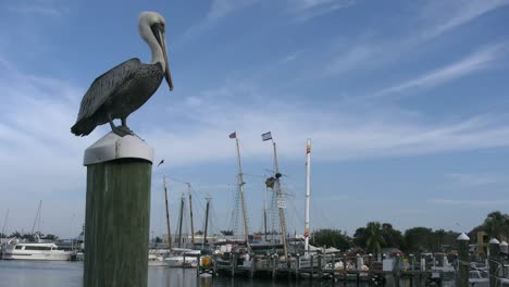 Florida-Key-West-Pelikan-Auf-Pfosten-Blickt-Auf-Masten-Und-Hafen