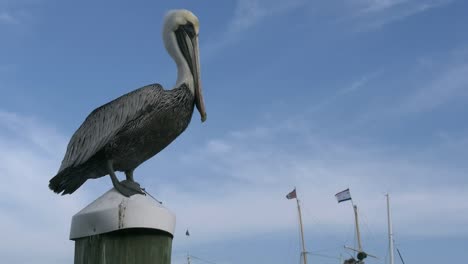 Florida-Key-West-Pelican-Perched-On-Post-Flies-Away