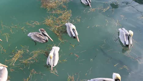 Florida-Key-West-Pelicans-Swimming-With-Large-Fish-Below