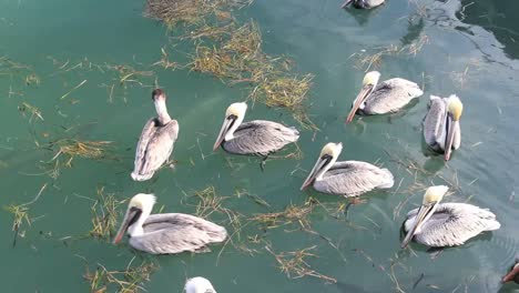 Florida-Key-West-Pelicans-Swimming-With-Straw-On-Water